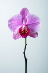 Fototapeta premium Single rosy orchid against pure white backdrop; vibrant petals , macro, background, studio