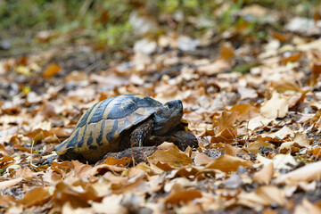 Eastern Herman's tortoise - Testudo hermanni boettgeri. Medium-sized turtle living in southern Europe. Terrestrial turtle in its natural habitat