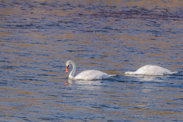 Zwei junge Höckerschwäne schwimmen in der winterlichen Isar