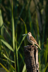 Passer domesticus - Sparrow bird perched on a tree stump. Wild songbird