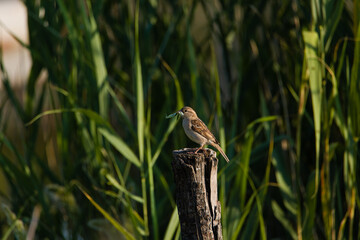 Passer domesticus - Sparrow bird perched on a tree stump. Wild songbird