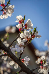 Apricot branch blooming against sky and house in sunlight in garden.