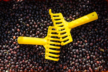 Olive harvest in autumn among the olive trees of Franciacorta, Brescia province in Lombardy district, Italy, Europe.