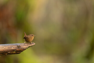 Pacific wren singing