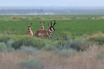 Pronghorn antelope family