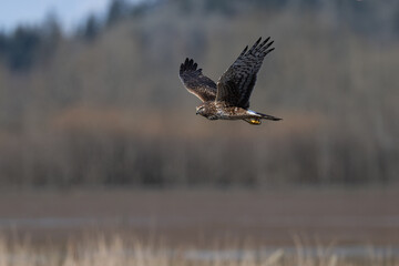 Northern Harrier female in flight