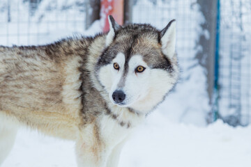 Beautiful yellow-eyed Siberian Husky dog in a snowy village.