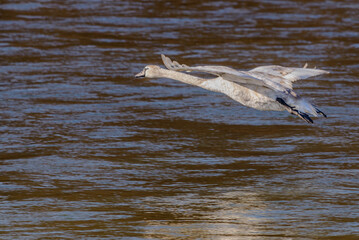 Ein junger Höckerschwan hebt von der Isar ab