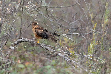 Northern Harrier female perched