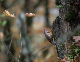 Northern flicker woodpecker