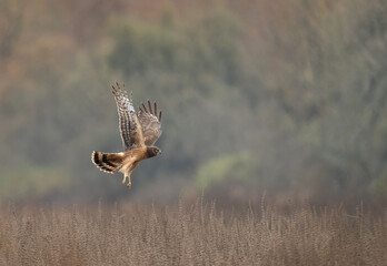 Northern Harrier female in flight