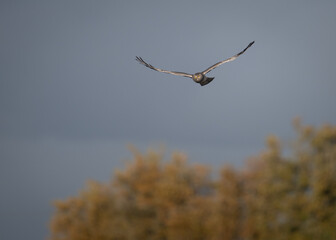 Northern Harrier hunting
