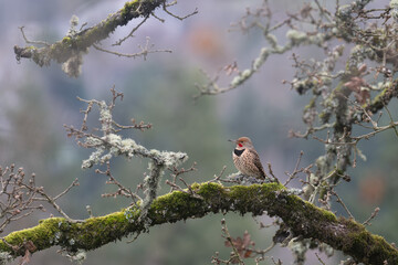 Northern Flicker woodpecker perched