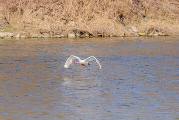 Ein junger Höckerschwan hebt von der Isar ab