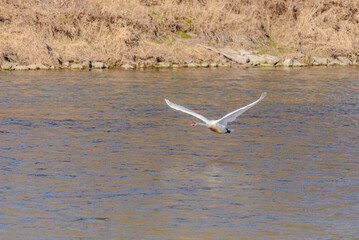 Ein junger Höckerschwan hebt von der Isar ab