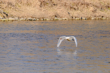 Ein junger Höckerschwan hebt von der Isar ab