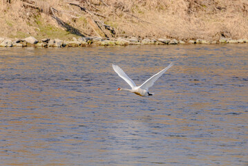 Ein junger Höckerschwan hebt von der Isar ab