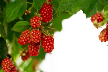 Red and purple colored, very delicious and natural black mulberries hanging from the branch