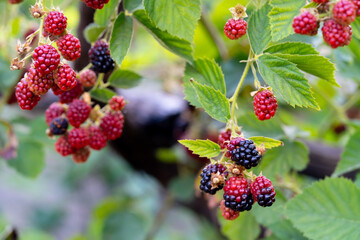 Red and purple colored, very delicious and natural black mulberries hanging from the branch