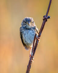 Lincoln's Sparrow