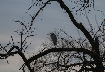 Great blue heron in shadow perched in a dead tree.
