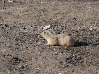 Prairie dog coming out after the winter thaw, Colorado