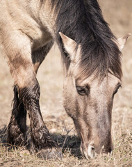 horse eating grass