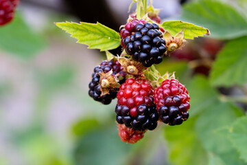 Red and purple colored, very delicious and natural black mulberries hanging from the branch