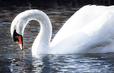 swan on the lake