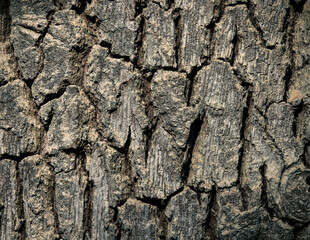 bark of a tree