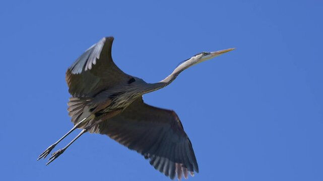 Great Blue Heron gathering taking off from a tree