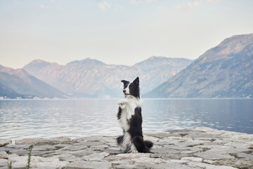 A Border Collie sits quietly on a stone pier, gazing at the calm lake and distant mountains. The...