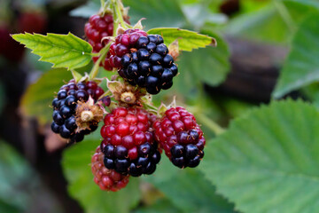 Red and purple colored, very delicious and natural black mulberries hanging from the branch