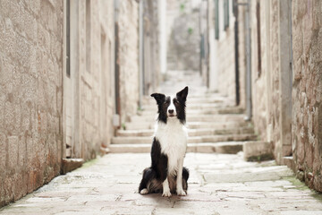 A Border Collie rests quietly in a cobblestone street, surrounded by rustic stone buildings. Its...