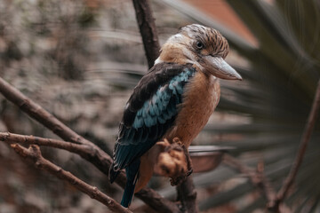 Fototapeta premium small bird on a tree, in nature