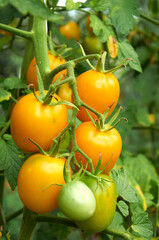 Branch of yellow tomato