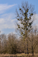 Winterwanderung in den Isarauen im Mündungsgebiet