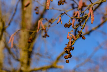 Winterwanderung in den Isarauen im Mündungsgebiet