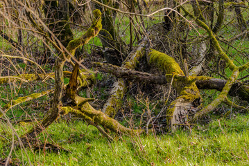 Winterwanderung in den Isarauen im Mündungsgebiet
