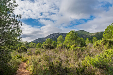 Im Naturpark Serra de Irta nahe Alcossebre, Provinz Castellón, Autonome Gemeinschaft Valencia, Spanien