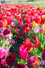 Famouse dutch red tulip field with multicolored rows in sunny day with blue sky