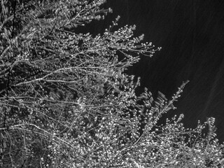 Winter night brings serenity as branches sway gently under the soft touch of falling snow in a tranquil forest setting