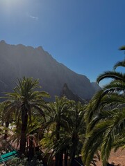 palm trees on the beach
