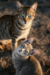 the cat and her kitten