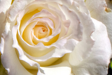 White Rose Bloom Detail Macro