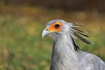 美しいヘビクイワシの横顔のアップ