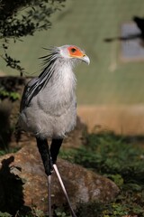 美しい立ち姿のヘビクイワシ