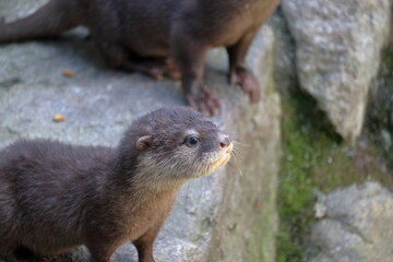 コツメカワウソの赤ちゃん　愛らしい