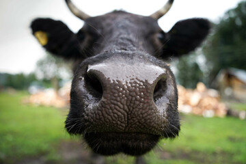 Close-up of curious cow nose in green pasture © Aisylu