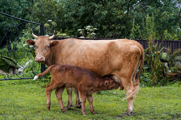 A calf drinks milk from a mother cow near the house © Aisylu